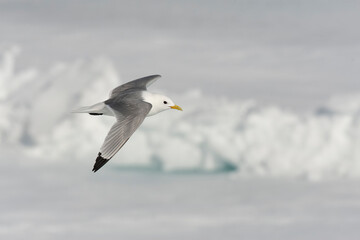 Black-legged Kittiwake, Rissa tridactyla