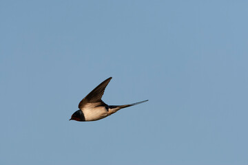 Barn Swallow, Hirundo rustica