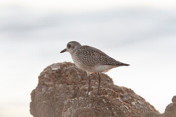 Grey Plover, Pluvialis squatarola