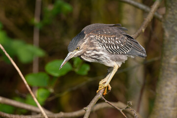 Green Heron, Butorides virescens