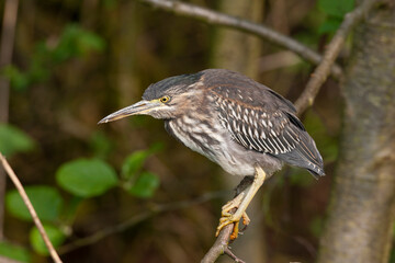 Green Heron, Butorides virescens