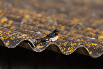 Barn Swallow, Hirundo rustica