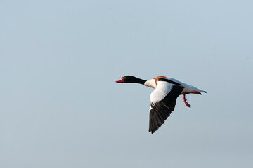Common Shelduck, Tadorna tadorna