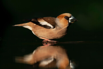Hawfinch, Coccothraustes coccothraustes