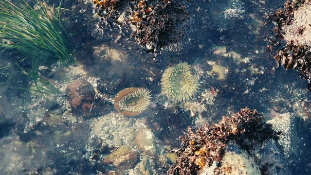 sea anemones in a tide pool on the pacific ocean coast 