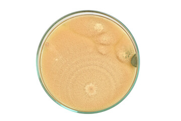 Colony morphology of Yeast and mould. Fungal colony morphology. Fungal growth in DG18. Dichloran Glycerol media. Incubated plates.