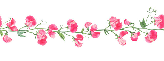 Watercolor seamless pattern with pink sweet peas. Botanical banner. Hand drawn illustration isolated on transparent. 