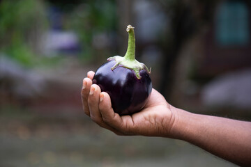 An eggplant in the farmer's hand with a shallow depth of field. Agricultural concept, cultivated...