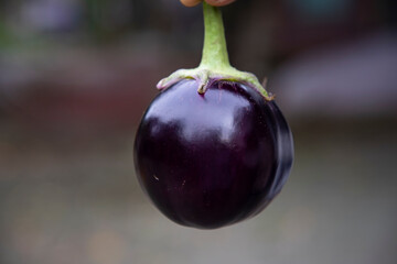 An eggplant with a shallow depth of field. Selective Focus