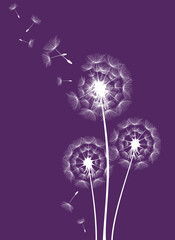 Dandelions on the violet background. Vector dandelion.Card with abstract flowers, dandelions