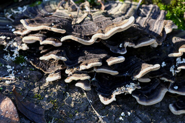 Fungi on the trunk of a tree. Selective focus.