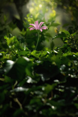 Beautiful view of a pink flower in the garden. The flower is pink and is positioned in the center of the frame where it is in focus. The background consists of a green garden with leaves and plants. 