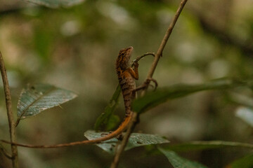 Drache