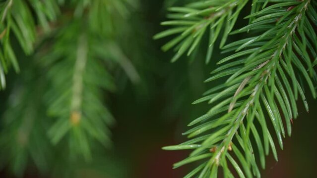 Close-Up: Pine Needle Swaying, Breeze-Touched