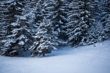 snow covered trees - 684973568