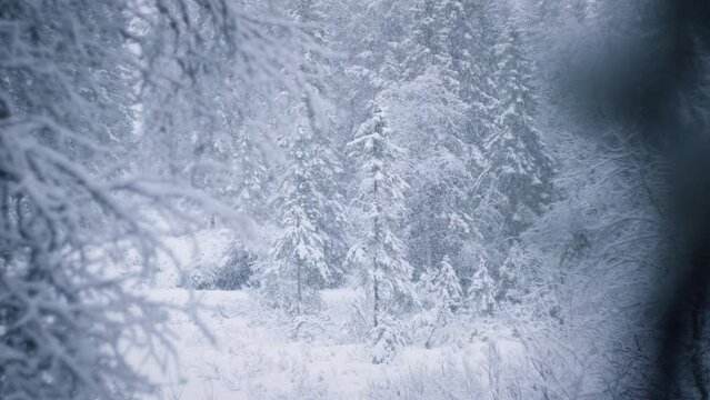 Heavy snowing in a pine forest.