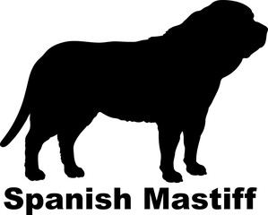 Spanish Mastiff. Dog silhouette dog breeds logo dog monogram logo dog face vector