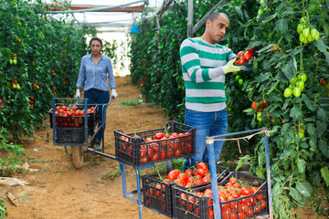 Experienced hispanic farmer working in glasshouse in spring, harvesting red tomatoes. Growing of industrial vegetable cultivars..