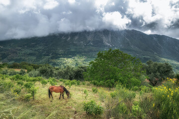 A brown horse grazing in a green meadow. In the background is a mountain covered with trees with a cloudy sky. Outdoor scene of Lefkada Island, Greece, Europe.