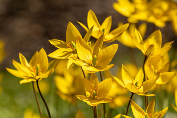 Tulipa sylvestris, the wild tulip also known as the woodland tulip blooming in bright yellow blooms