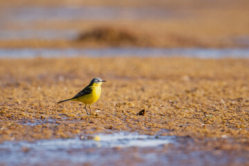 Western yellow wagtail (Motacilla flava) walking on a carpet of seaweed and looking for food