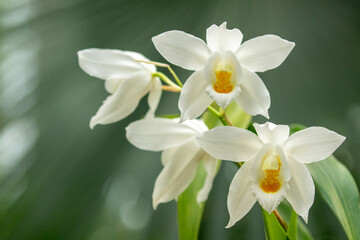 Naklejka na ściany i meble Gorgeos white blooms of the orchid Coelogyne mooreana