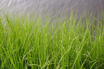 The Port City of Wilmington North Carolina