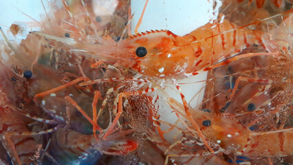 Red shrimp in an aquarium.