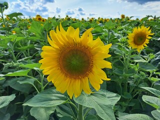 Sunflowers in the field
