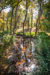 The Reed Gold Mine State Historic Site in Cabarrus County, North Carolina