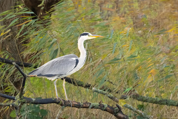 Close up of an observant suspicious Great Blue Heron, Ardea cinerea, standing on a branch of a fallen willow tree above a ditch waiting and hunting for fish swimming by