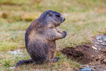 Alpenmurmeltier (Marmota marmota)