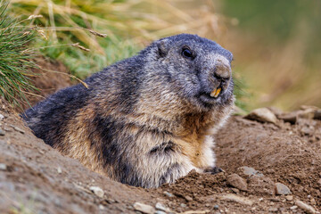 Naklejka na ściany i meble Alpenmurmeltier (Marmota marmota)