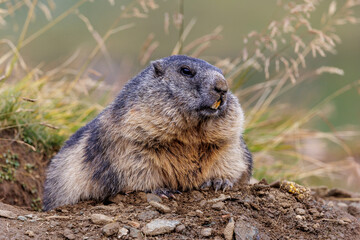 Alpenmurmeltier (Marmota marmota)