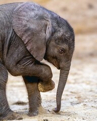 Closeup of an African baby elephant