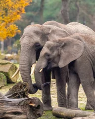 Foto op Aluminium African female elephants in a savannah © Wirestock