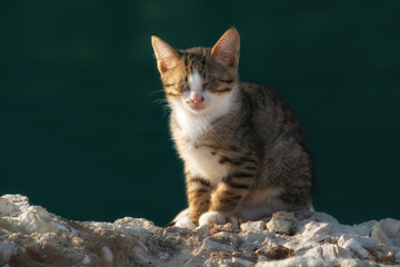 Cute kitten with brown and white fur and gray stripes, sitting on a white rock. The cat has closed eyes and is basking in the sunlight.