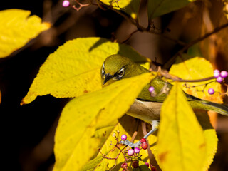 木の枝にとまるメジロ