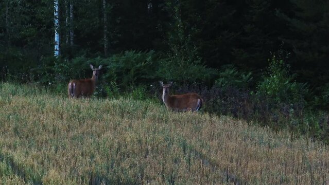 Telephoto drone shot of white-tailed deers eating on fields of Scandinavia