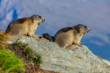 Alpenmurmeltier (Marmota marmota)
