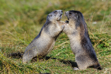 Alpenmurmeltier (Marmota marmota)