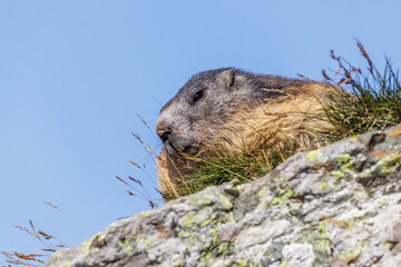 Alpenmurmeltier (Marmota marmota)