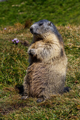 Alpenmurmeltier (Marmota marmota)