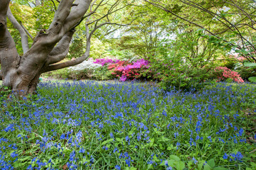 bluebell woods with Rhododendrons in the background exbury house and gardens