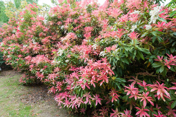 Naklejka premium flowers and garden of Exbury house Hampshire