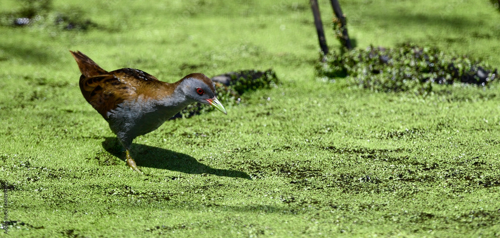 Canvas Prints Kleines Sumpfhuhn, Kleinsumpfhuhn - Männchen // Little crake - male (Zapornia parva / Porzana parva)