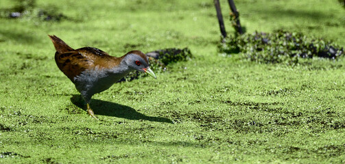 Kleines Sumpfhuhn, Kleinsumpfhuhn - Männchen // Little crake - male (Zapornia parva / Porzana parva)