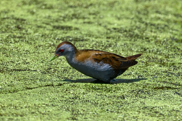 Little crake - male // Kleines Sumpfhuhn, Kleinsumpfhuhn - Männchen (Zapornia parva / Porzana parva)