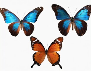 This set of three beautiful tropical butterflies Ulysses with wings spread and in flight is isolated on a white background