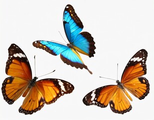 Obraz premium This set of three beautiful tropical butterflies Ulysses with wings spread and in flight is isolated on a white background